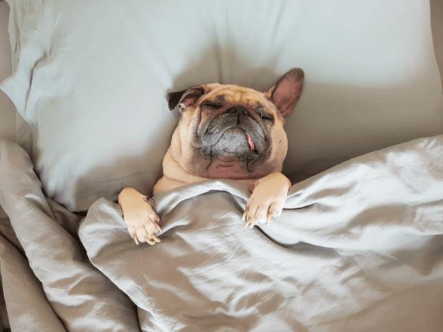 狗狗为什么一天睡那么久其实大部分时间狗狗可能是在闭目养神