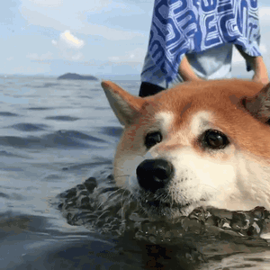 300_300gif 动态图 动图