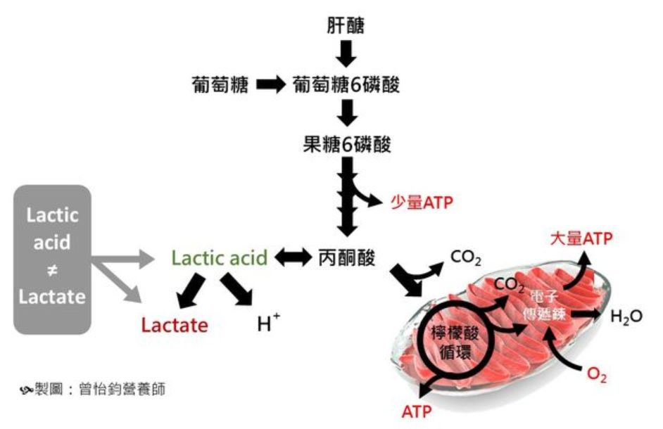 肌肉中的乳酸图片