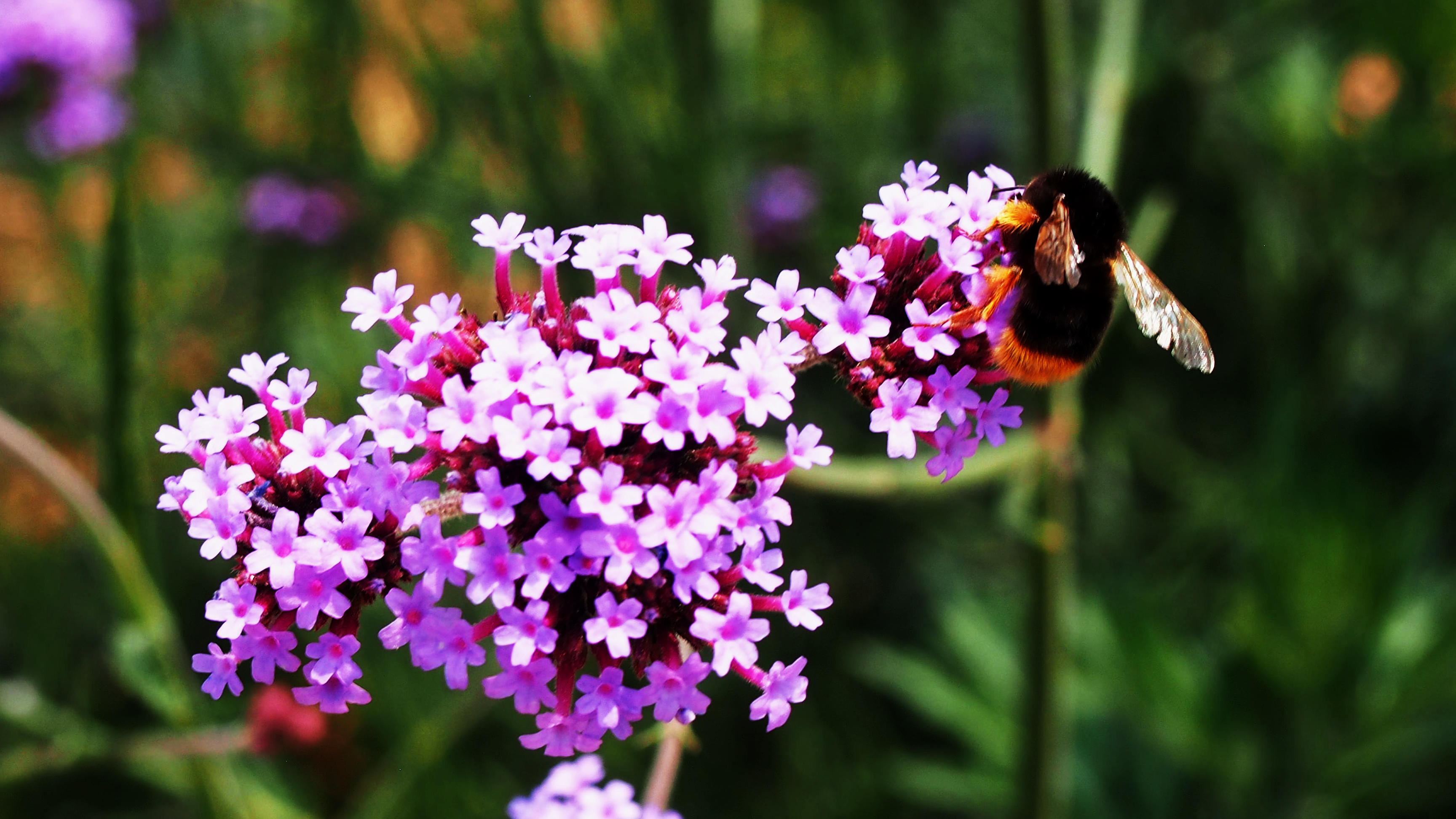 行走的风景 在陶源溪谷中 看花儿招蜂引蝶2 搜狐大视野 搜狐新闻