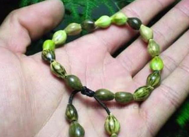 农村一种来尿珠老人说摘了会尿床如今25一斤遇到请珍惜