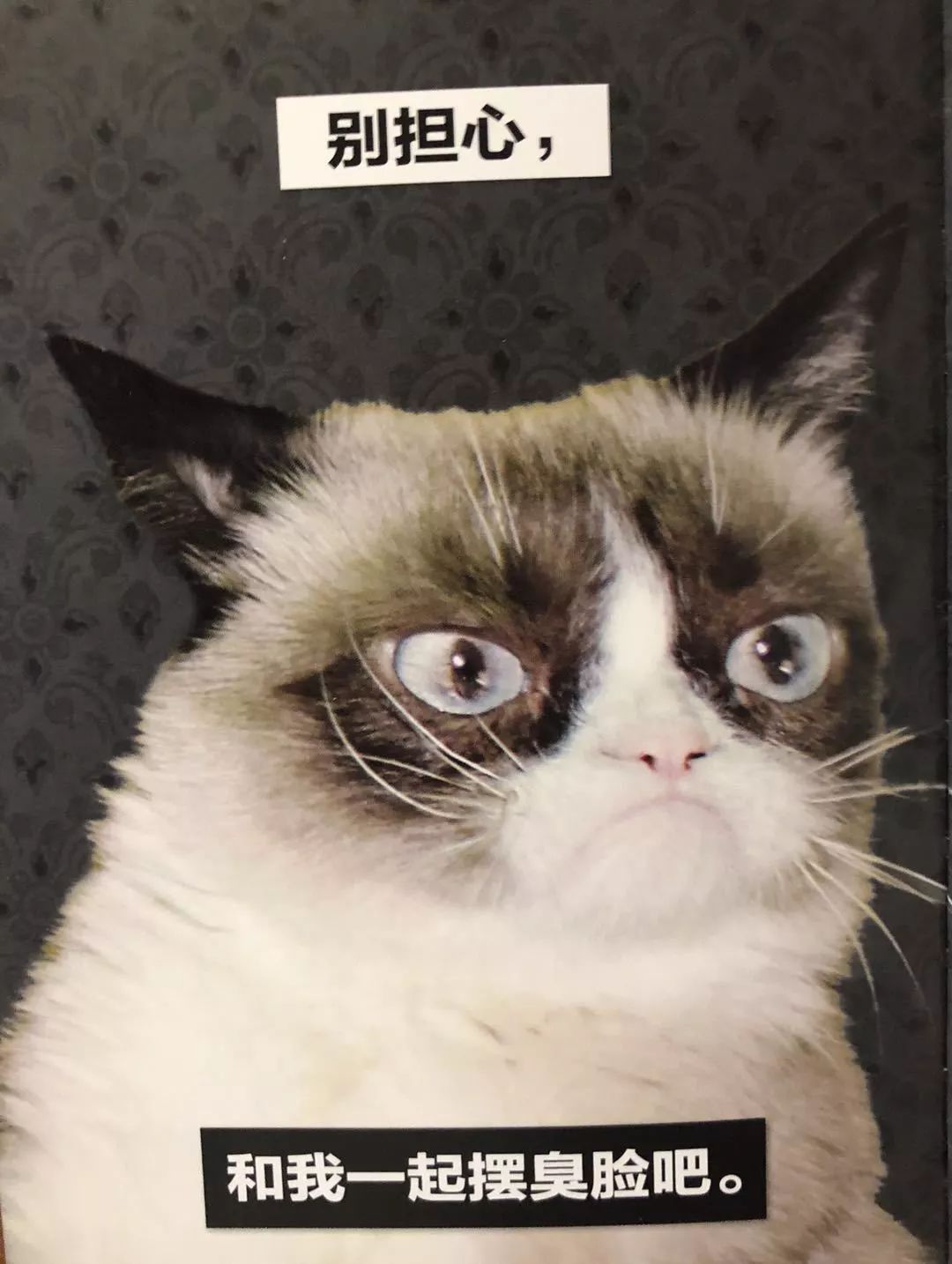 网红臭脸猫去世从此天堂多了表情包