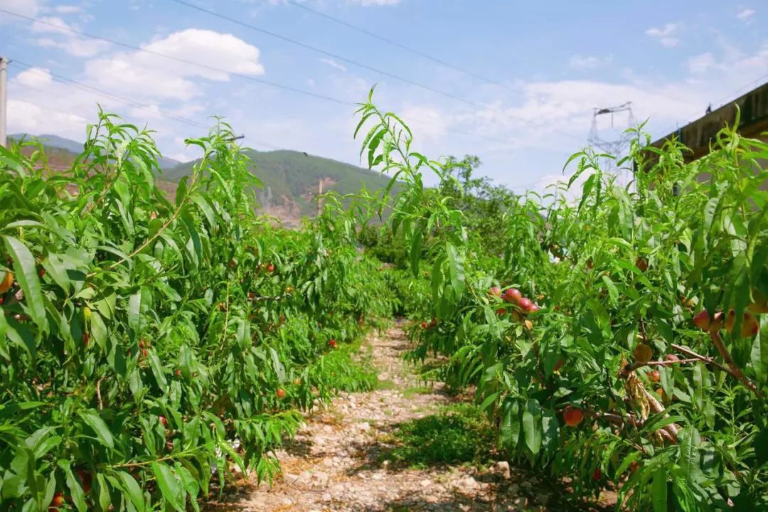 油桃果园里便迈不动脚看到坠满枝头的果实桃香扑鼻而来站在田埂上走进
