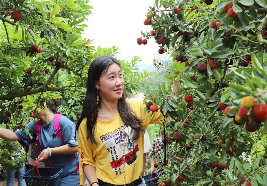 想实现杨梅自由就来这个杨梅文化节让你甜蜜一整夏