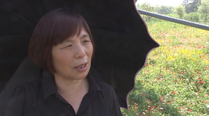 在小岛的这里还有一片虞美人花开正艳