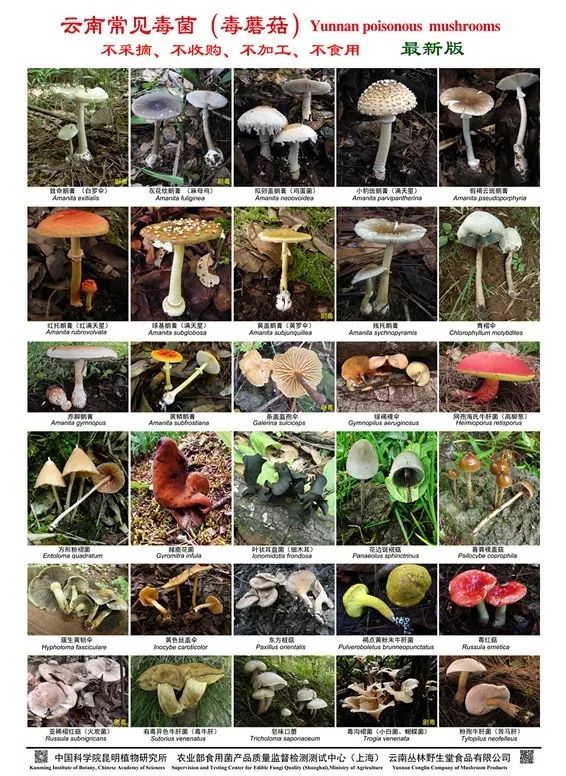 要炒熟煮透后再食用;每次只加工和食用一种野生菌,避免种类不同的野生