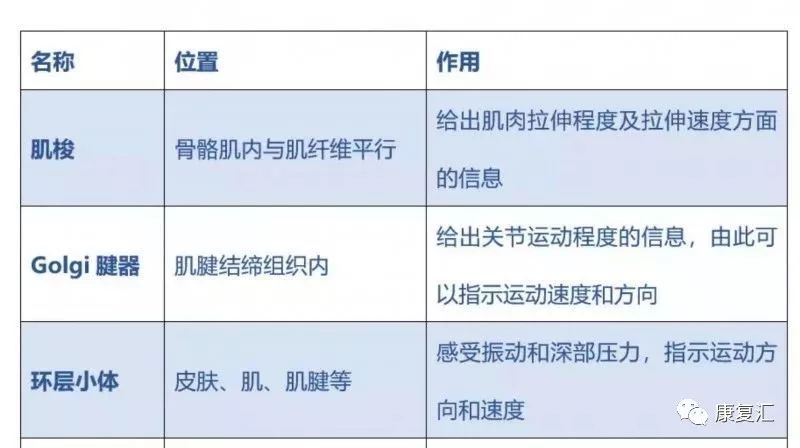 头部空间位置),球囊斑(作用是感受低频振动,头部空间位置),壶腹嵴