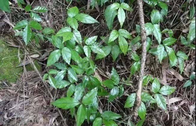 所有人高山好礼金线吊葫芦你要不要