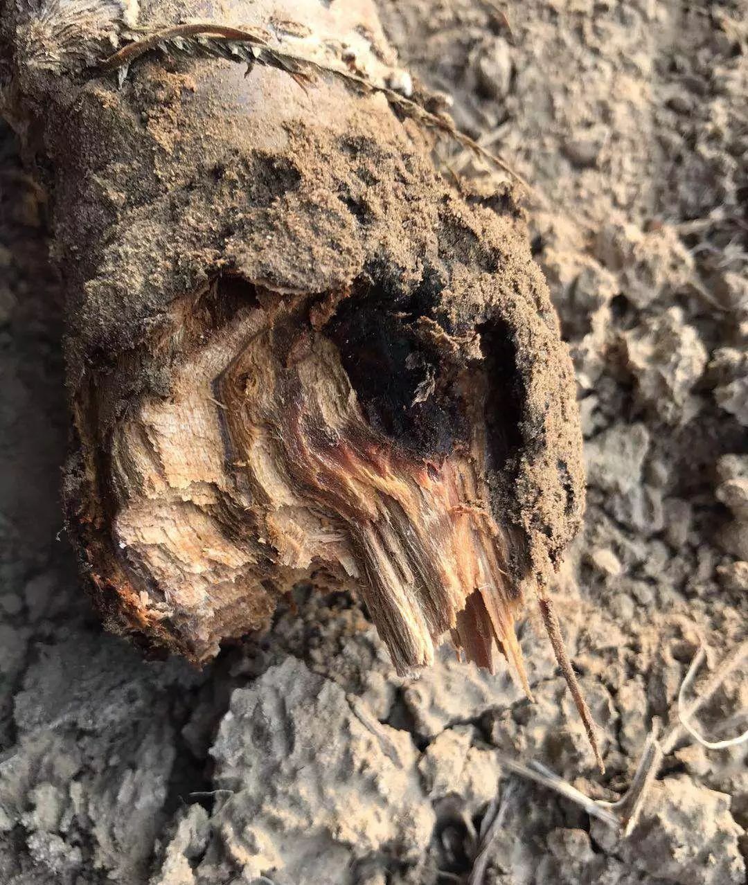 根腐病:果树感病后病根表面呈紫色或红色,病株叶片萎蔫,卷缩,叶片失水