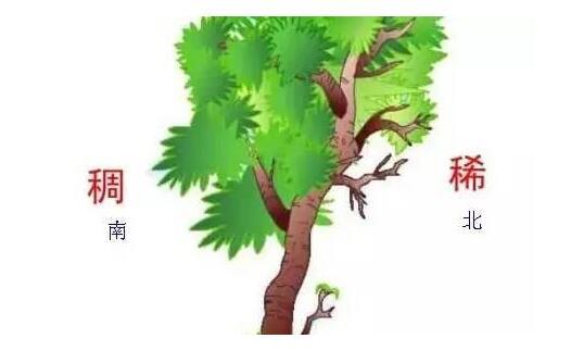 如果你在野外迷了路,先别急,好好利用这些大自然的指南针_方向