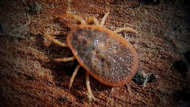 硬蜱科超过600多种,寄生的脊椎动物种类及数量,生活环境更广泛.