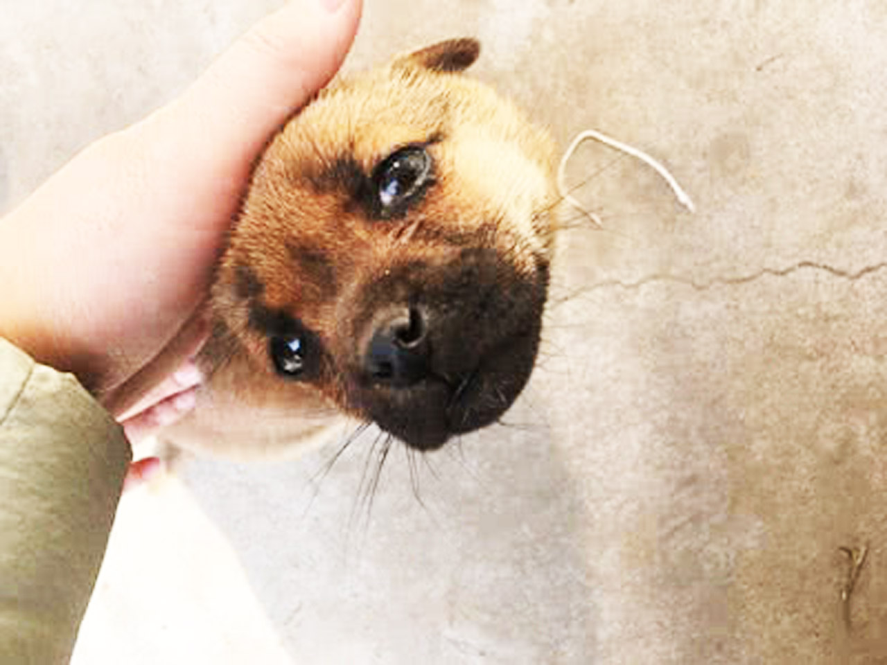 关于爱犬双性的信息