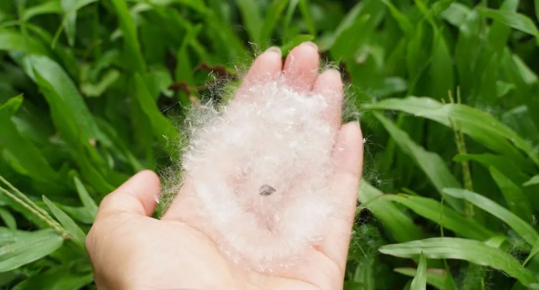 美五月的佛山白雪飘飘犹如童话这雪还挺有用