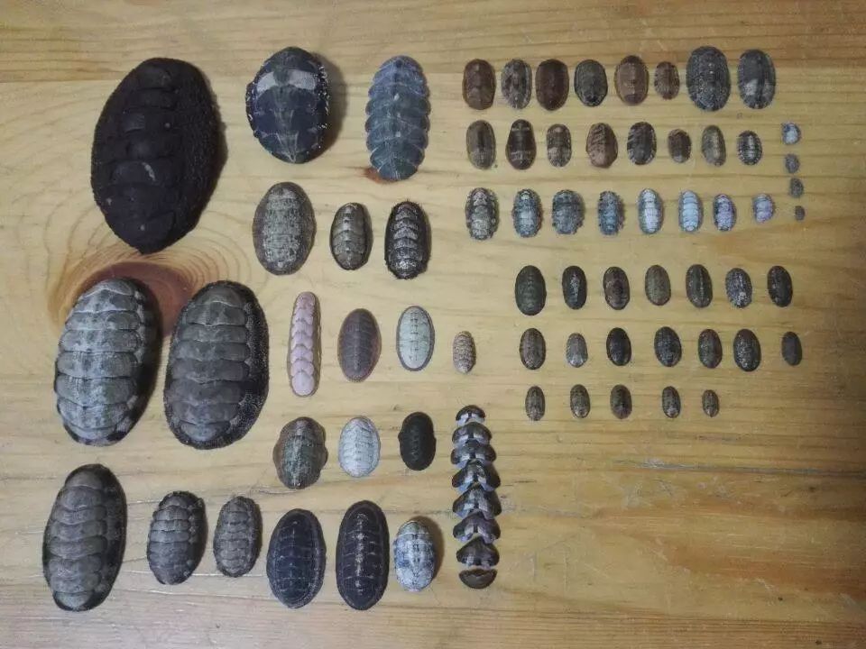 石鳖标本(图片来源:贝友@海螺豆)单板纲(monoplacophora)——最为冷门