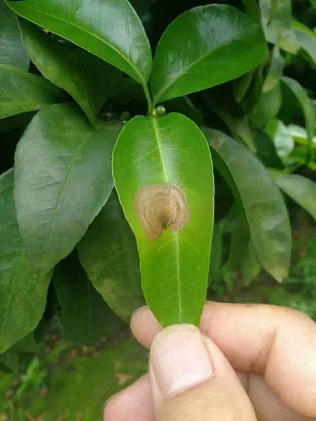 急!急性炭疽病来势汹汹,很多果园都中招了!