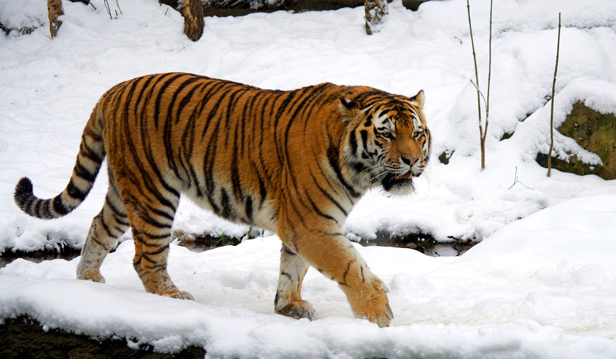 西伯利亚的老虎为什么比我国东北要多多亏了那一次老虎的大迁徙
