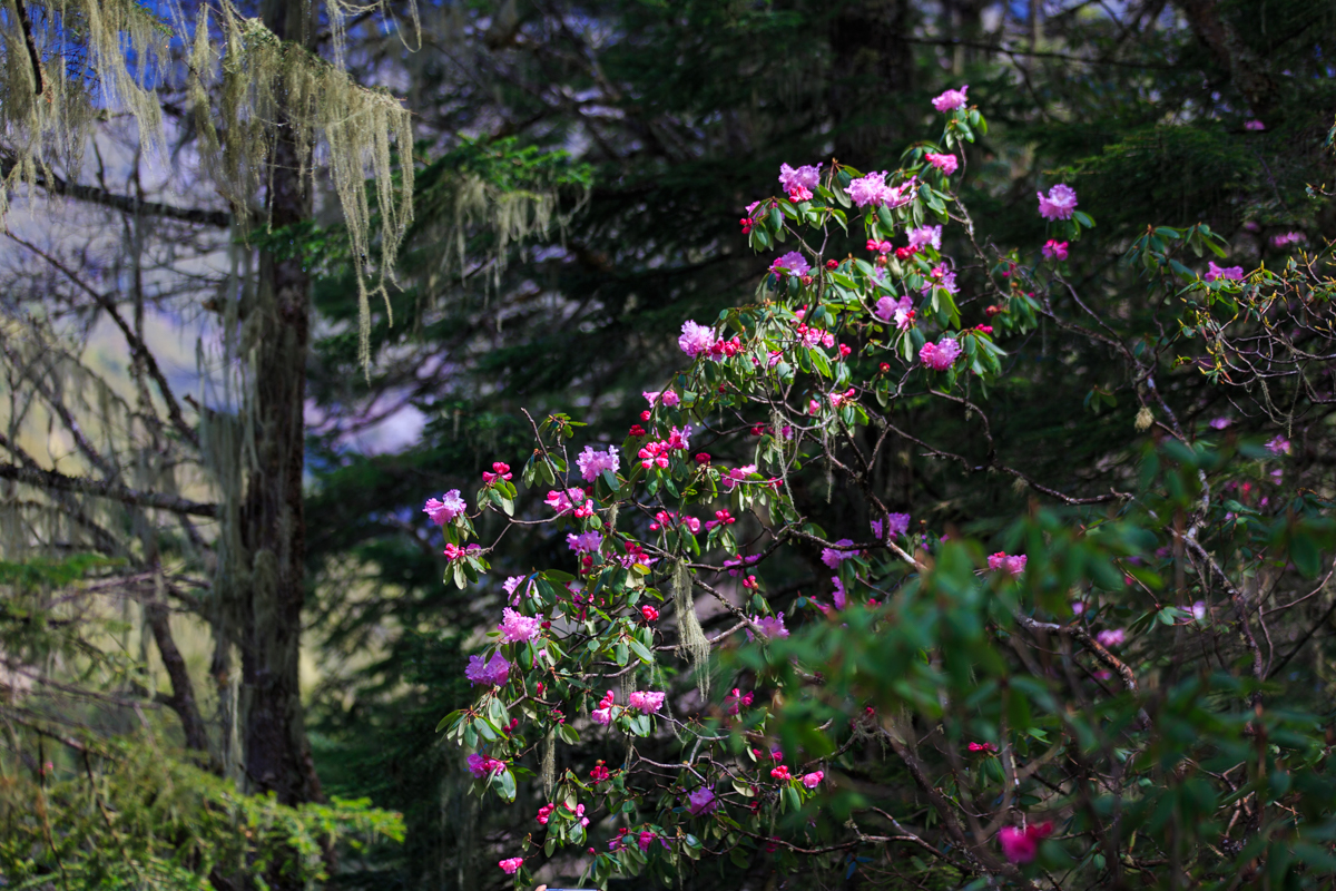 一路绕着雪山盘旋,路旁的松树和杜鹃花一闪而过,松树上挂着松萝,各种