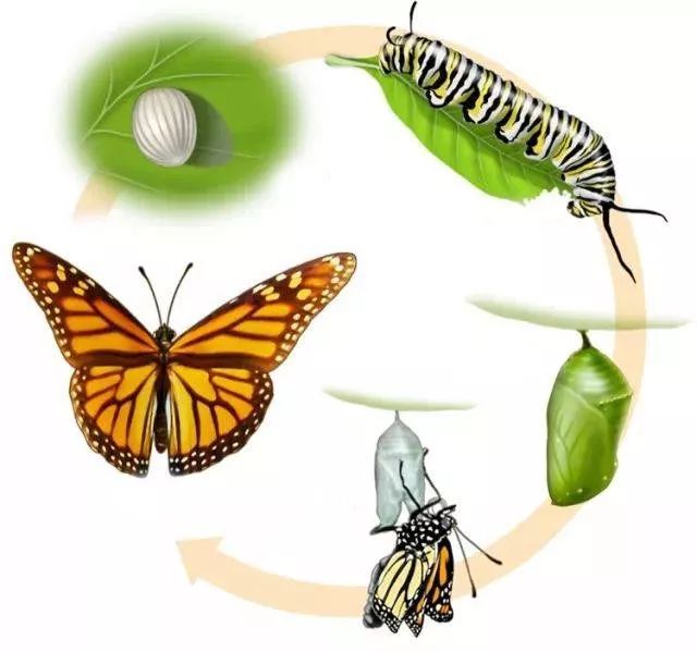 蝴蝶的变化过程图图片