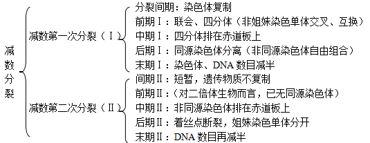 细胞既可进行有丝分裂,又可进行减数分裂 二,减数分裂的一般过程