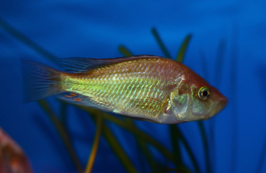 看著海量超美圖,跟著toni跳維湖_樸麗魚