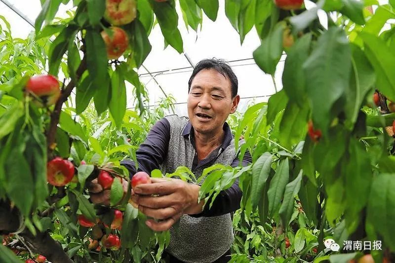 "5月14日,正在温室大棚采摘油蟠桃的大荔县范家镇南干村村民聂江福