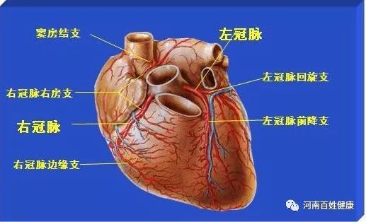 这红色的就是动脉血管,这个粗的我们叫主动脉,这蓝色的是静脉血管,这
