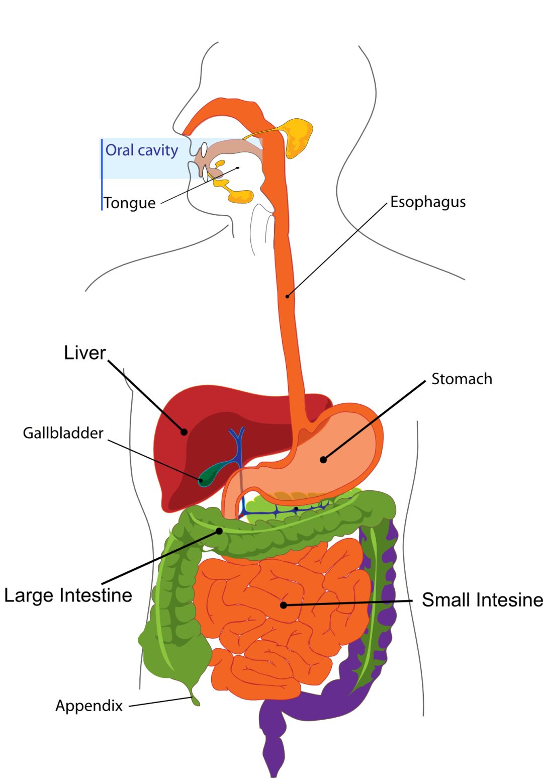 胆汁的排泄途径示意图图片