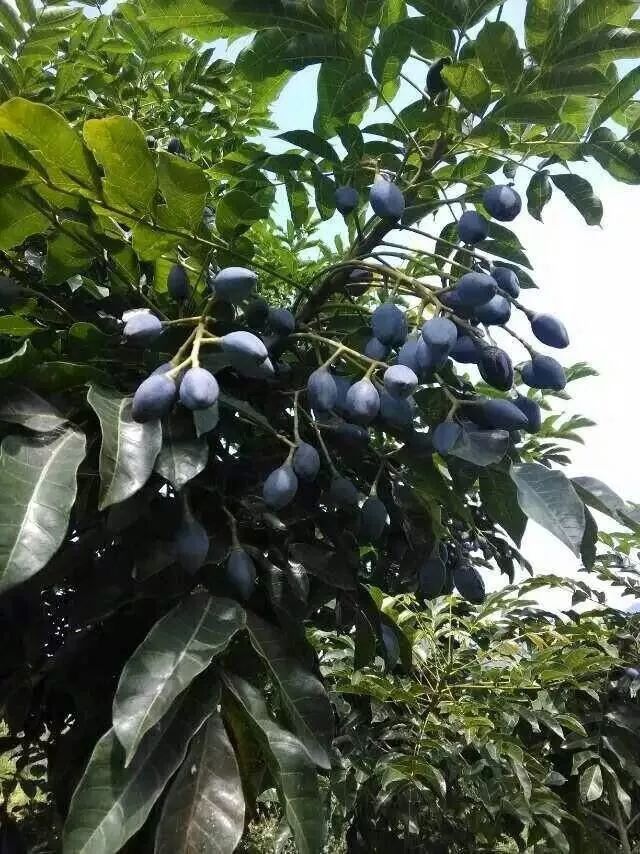 横县这种靓嘢承载着三代人的回忆你肯定吃过