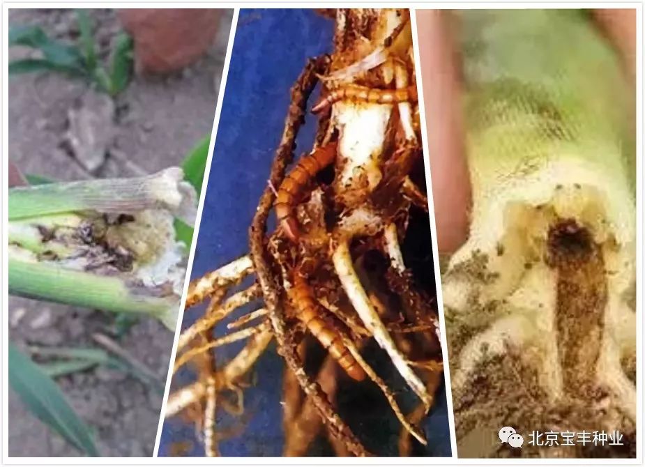 千亩夏播玉米不出芽,"凶手"竟是它!_金针虫