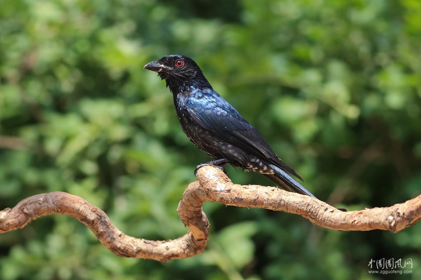 清听隔帘雨,翻成浊泪流. 栖鸦墨生愧,托雁信含愁.