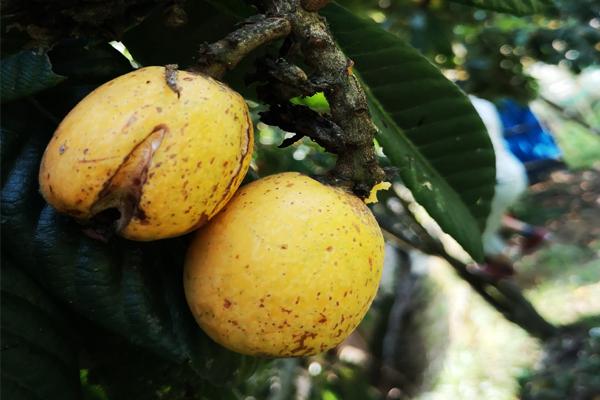 卖不卖出去的问题,而是发生裂果后,枇杷的果实会出现其他病菌寄生和