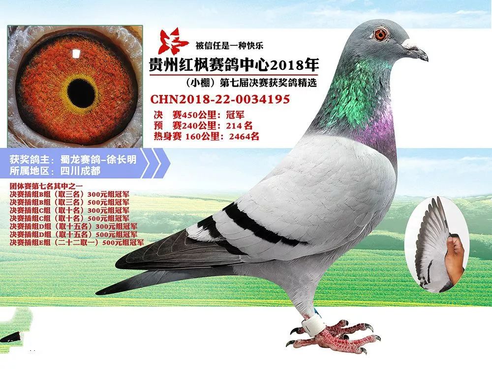 2018年各大公棚冠军鸽欣赏