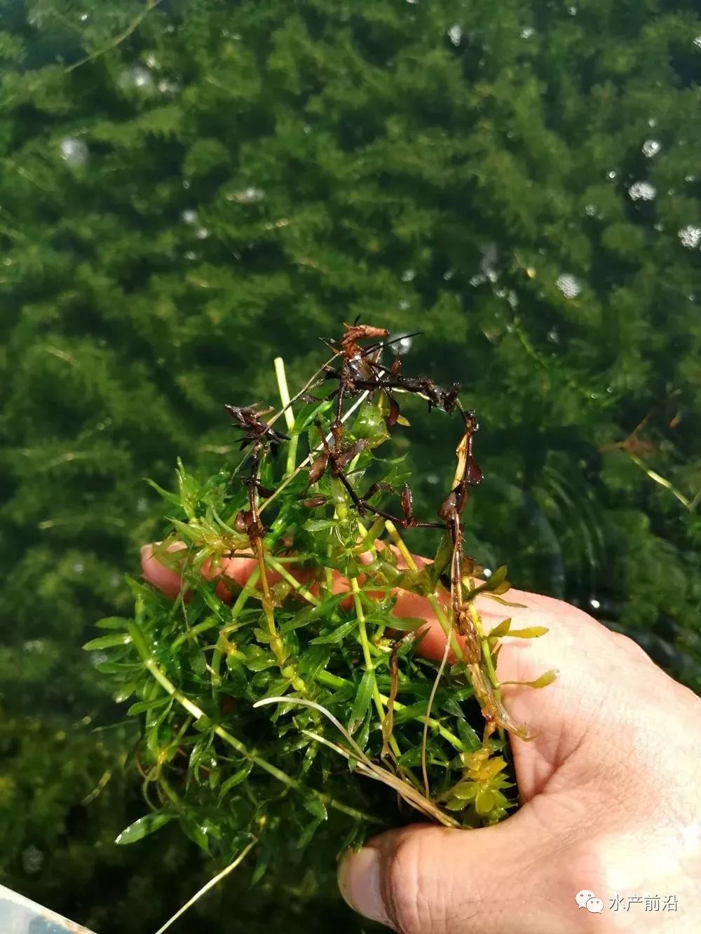 水草根部開始腐爛水草活力不好時,會繼發纖毛蟲和剛毛藻,使水草掛髒