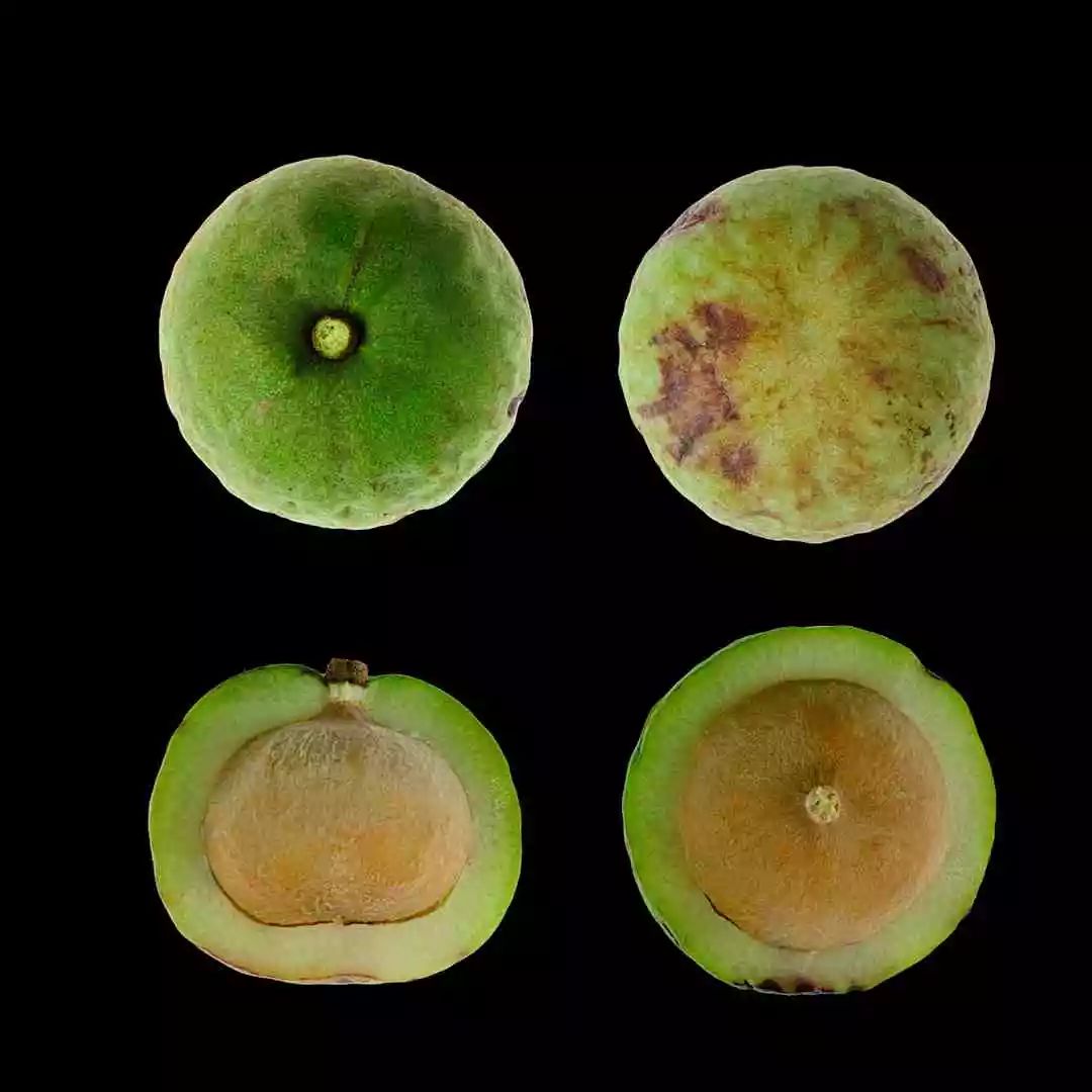 直播预告丨5月19日下午2:30 小彩云带你探寻植物的光影世界