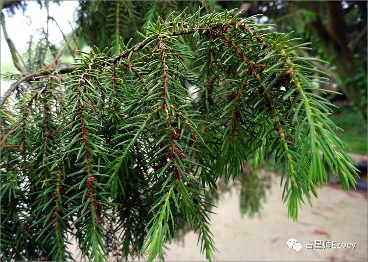 e魔法草药小讲堂薏米乔派草欧洲刺柏的魔法效果