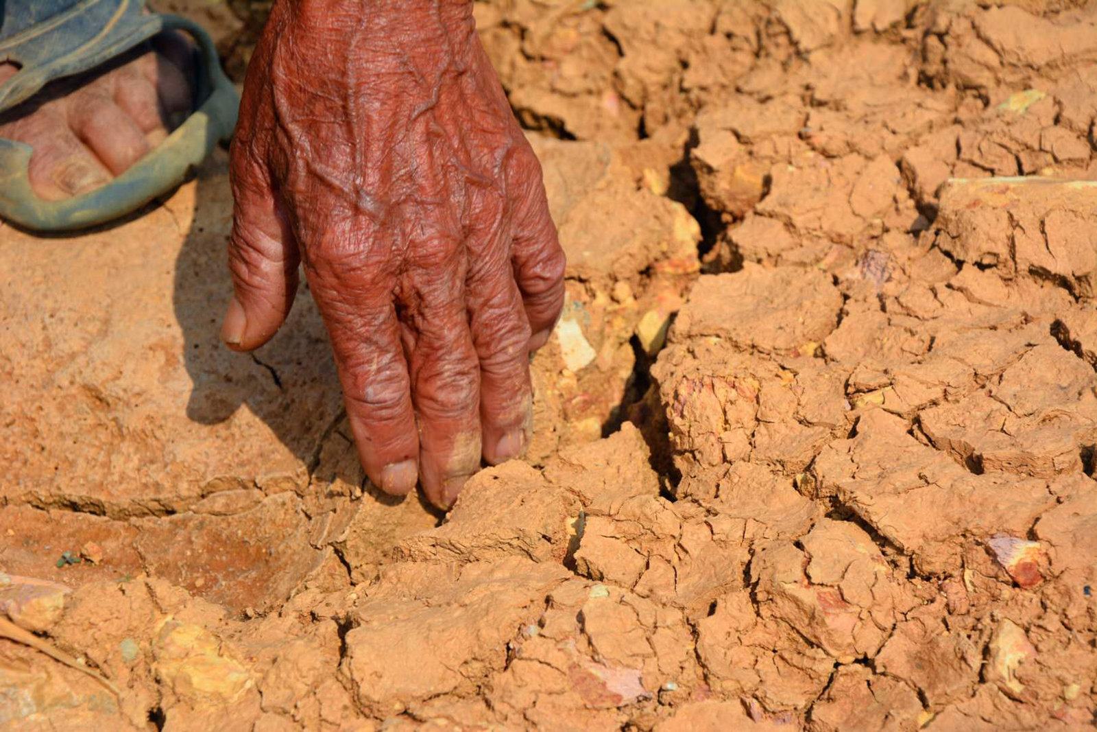 持續高溫乾旱告急玉溪多地土地乾裂農作物乾枯何時降雨