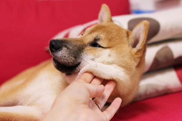 看到柴犬這張大餅一樣的肥臉，不把它揉禿嚕皮，都對不起自己的手 寵物 第3張