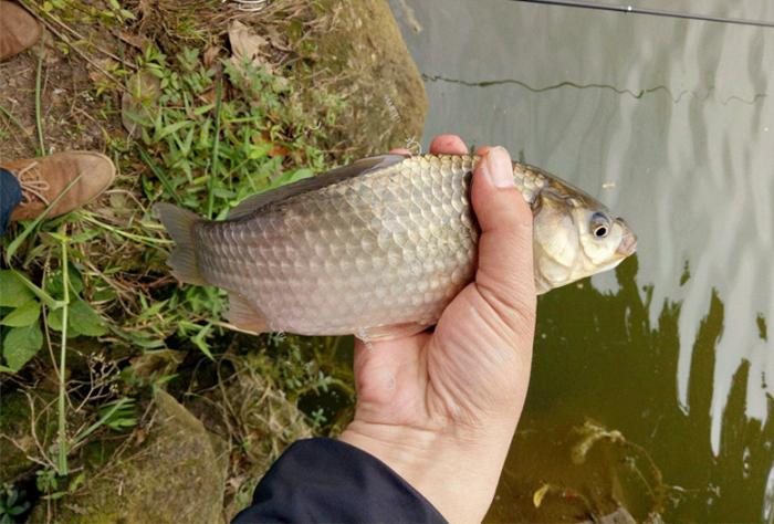 夏季野钓,想要有效的提升鱼获,首先从选钓位和钓饵出发!_鱼儿