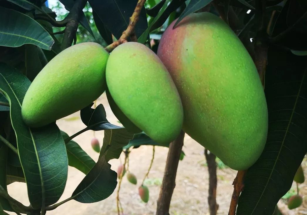 百色芒果价格或大涨贵妃芒台农1号芒金煌芒等7个品种平均正常果率仅为