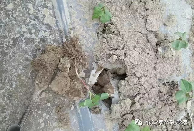 近期天气过程僵苗弱苗应该如何管理