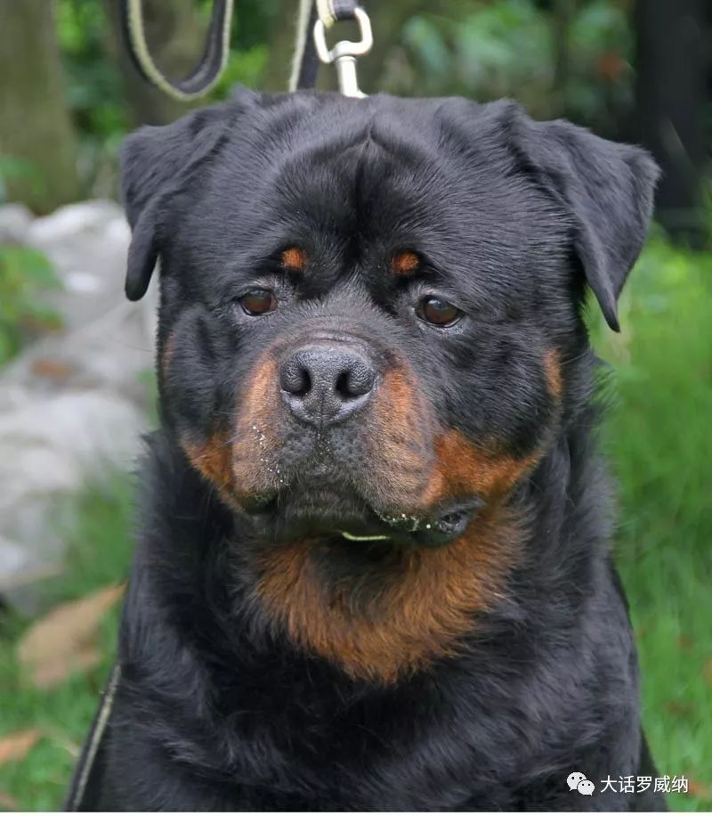 中国冠军犬pickvonersterblick辟克