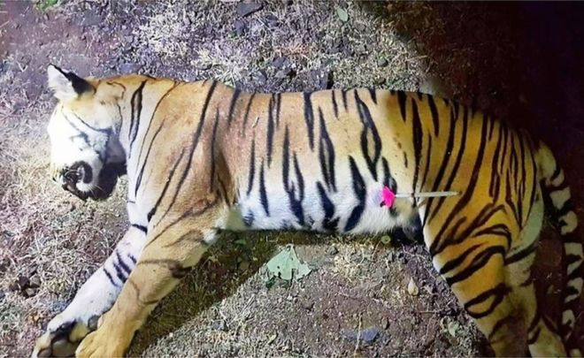 图:动物保护者举起反对猎杀老虎阿夫尼的牌子