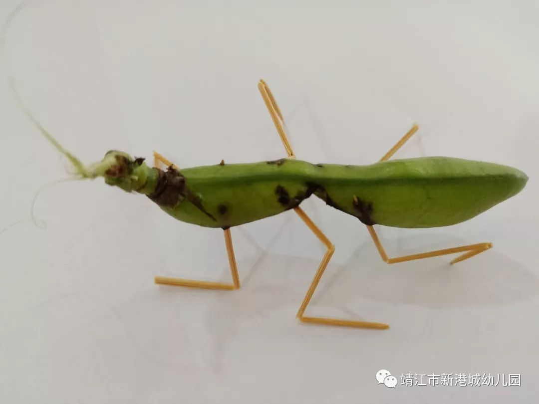 新港城幼儿园学习故事蚕豆丰收了