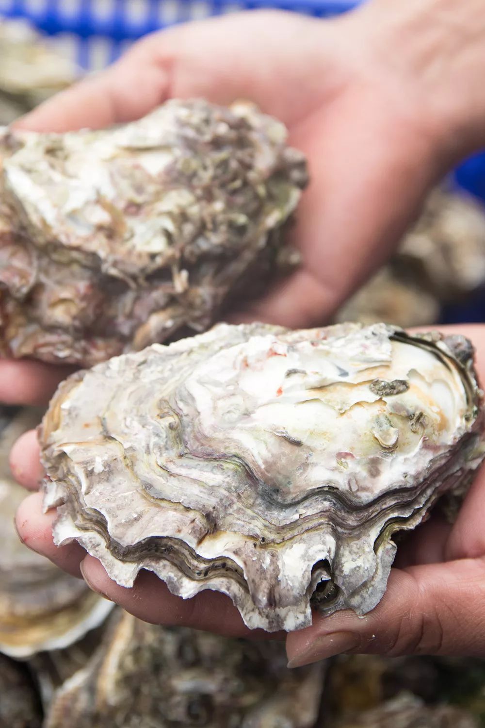 东山岛深海生蚝1只1元起冷链直送到家