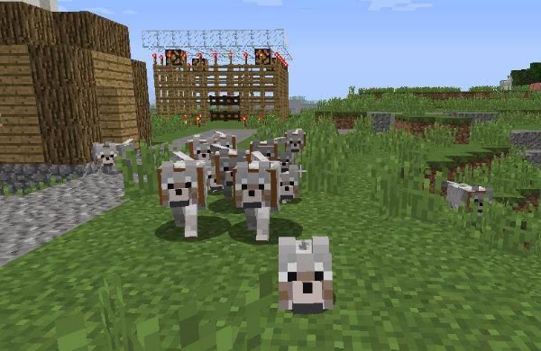 我的世界:狼的个3冷知识,通过尾巴判断血量,黑化的狼也能驯!_作物