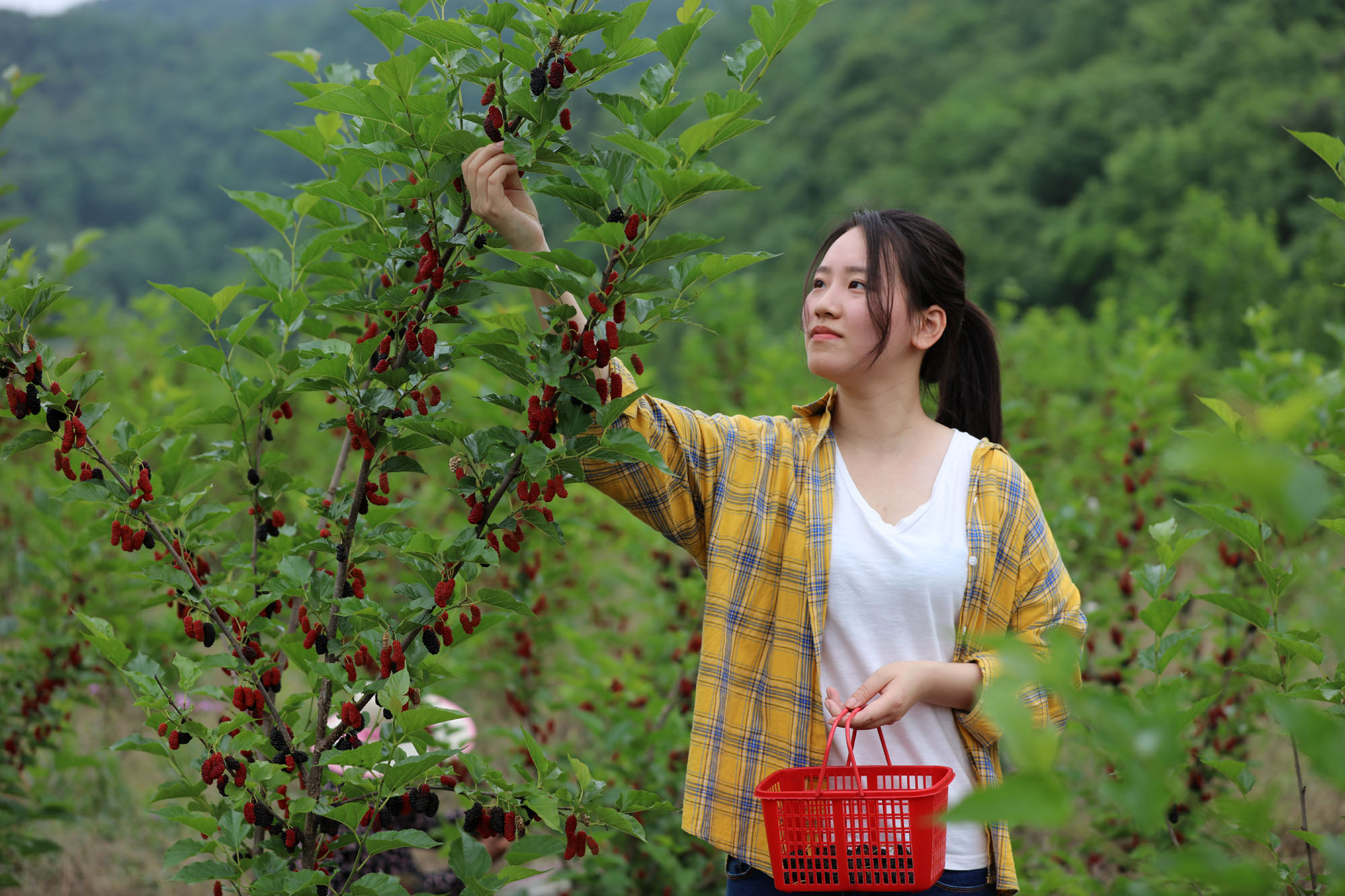 5月18日,游客在京山市绿林镇高枧村京桂园桑葚种植基地采摘桑葚