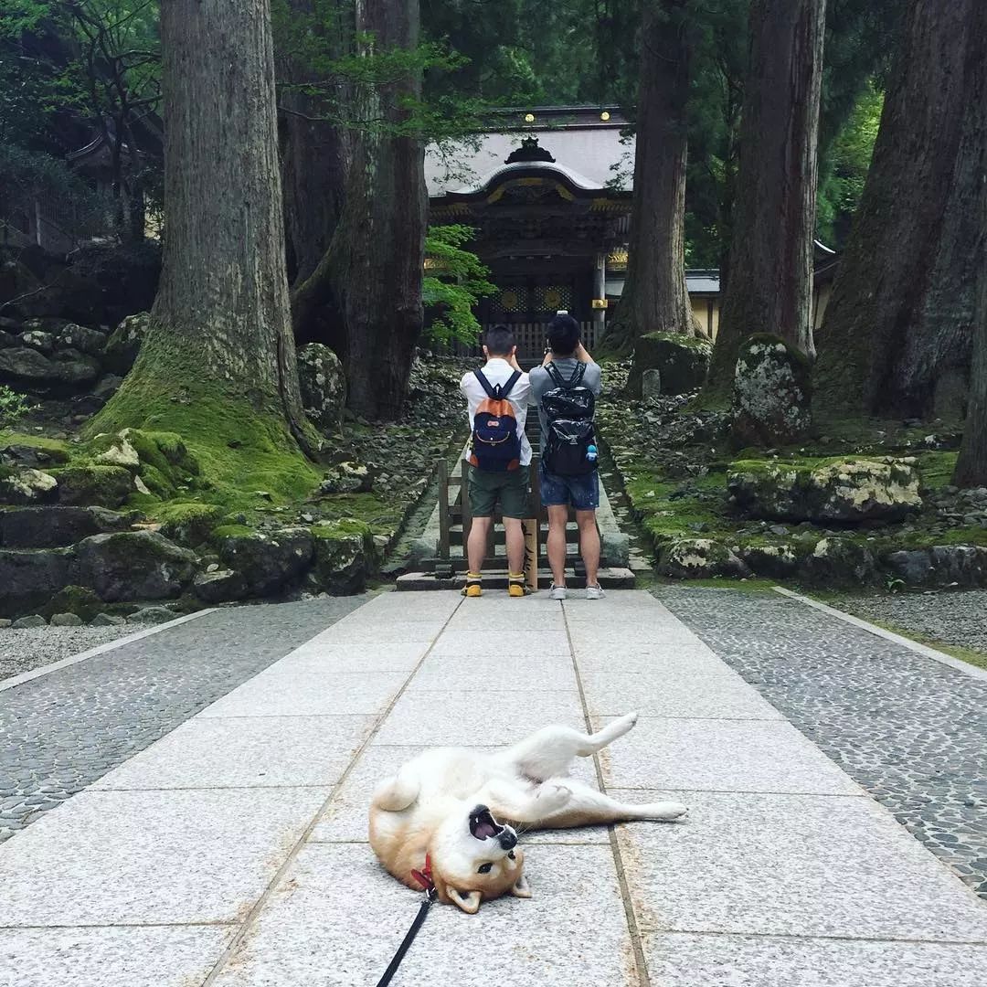 躺在景点打卡的柴犬YU