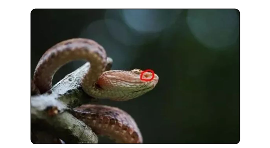 都有颊窝如竹叶青,响尾蛇等各类蝮蛇"难道这就是传说中的"开脑洞"?