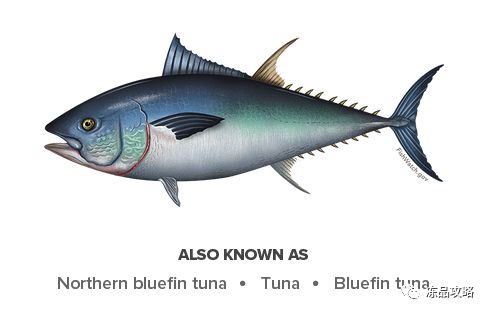 全球60多种金枪鱼,你都知道么?