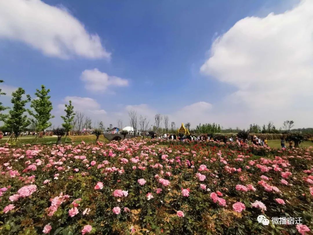 又恰逢第九个中国旅游日来临之际,洋河玫瑰小镇花开烂漫,连绵成片